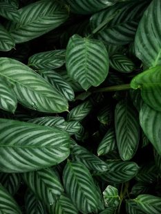 Planning & Planting project