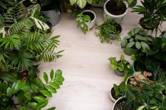 Planning & Planting detail