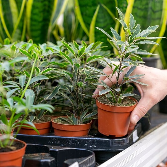 Planning & Planting